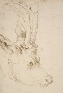 Head of a Roebuck, 1503 by Albrecht Dürer