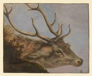 Deer Head by Albrecht Dürer