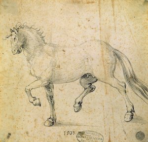 Horse by Albrecht Dürer