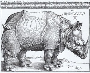 The Rhinoceros by Albrecht Dürer