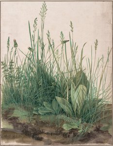 The Large Piece of Turf by Albrecht Dürer