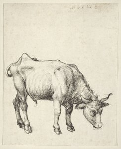 Young Bull by Albrecht Dürer