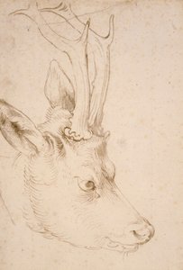 Head of a Roebuck - Drawing by Albrecht Durer by Albrecht Dürer