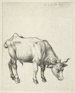 Young Bull by Albrecht Dürer