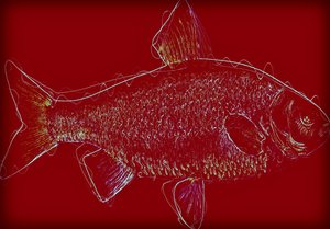 Fish V by Alex Caminker
