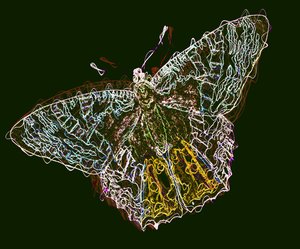 Butterfly 6 by Alex Caminker