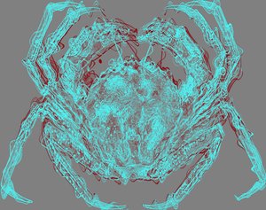 Crab
