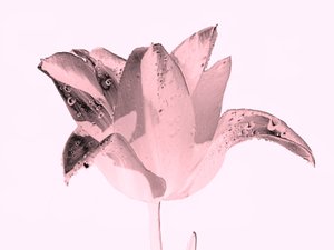 Crystal Pink Flower, 2019