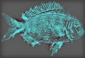 Fish II