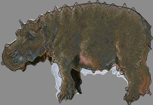 Hippo