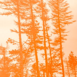 If the Trees Were Orange