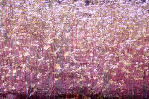 Natural Carpet, 2019