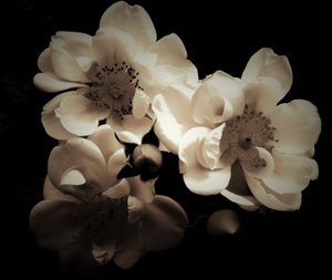 Natural Combination by Alex Caminker
