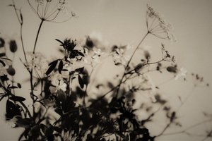 Natural Decorations by Alex Caminker