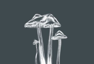 Silver Mushrooms by Alex Caminker