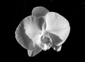 Untitled (Flower)