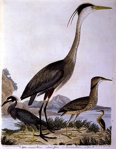 Herons, engraved by I. G. Marnicke by Alexander (after) Wilson