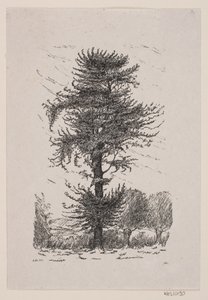 Oak at Guldberg