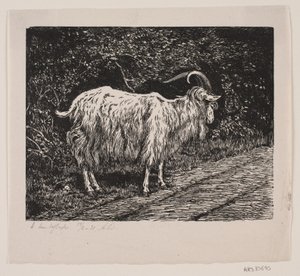 A Billy Goat