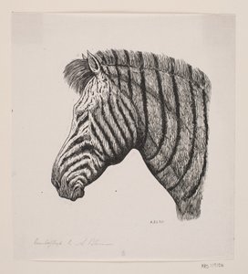 Head of a Zebra