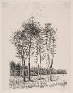 Sprouting Beeches