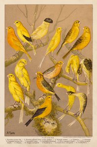Canaries by Alexander Francis (after) Lydon