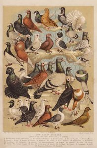 Pigeons by Alexander Francis (after) Lydon