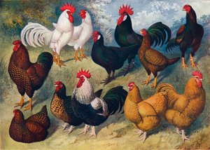 Breeds of Poultry, c1903-c1910