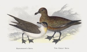 Richardsons Skua, The Great Skua by Alexander Francis Lydon