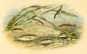 Sticklebacks