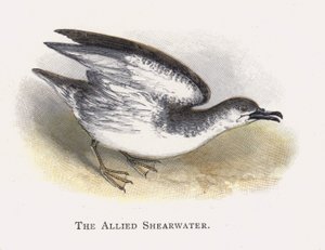 The Allied Shearwater by Alexander Francis Lydon
