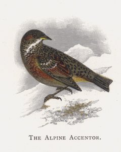 The Alpine Accentor by Alexander Francis Lydon