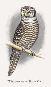 The American Hawk-Owl by Alexander Francis Lydon