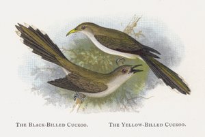 The Black-Billed Cuckoo, The Yellow-Billed Cuckoo