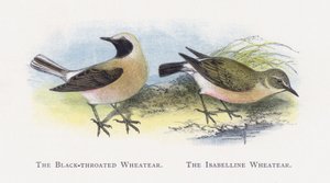 The Black-throated Wheatear, The Isabelline Wheatear by Alexander Francis Lydon
