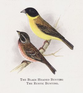 The Black Headed Bunting, The Rustic Bunting