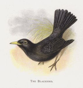 The Blackbird