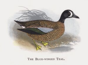 The Blue-winged Teal