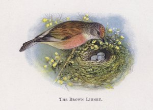 The Brown Linnet by Alexander Francis Lydon