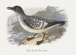 The Cape Fulmar by Alexander Francis Lydon
