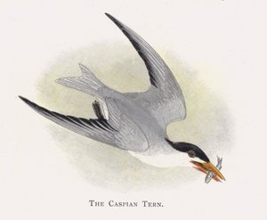 The Caspian Tern by Alexander Francis Lydon