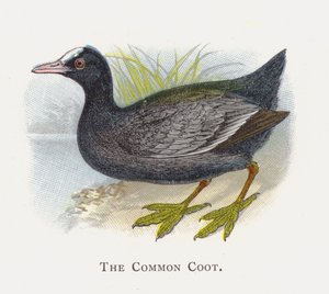 The Common Coot