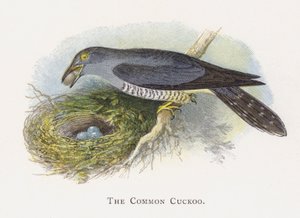 The Common Cuckoo by Alexander Francis Lydon