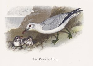 The Common Gull by Alexander Francis Lydon
