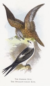 The Common Kite, The Swallow-tailed Kite