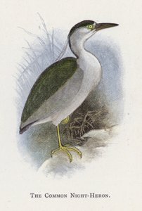 The Common Night-Heron by Alexander Francis Lydon