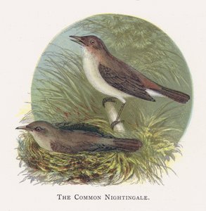 The Common Nightingale