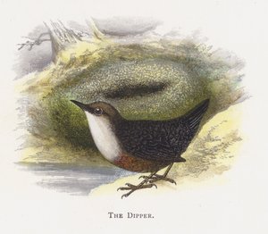 The Dipper