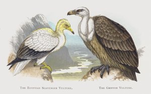 The Egyptian Scavenger Vulture, The Griffon Vulture by Alexander Francis Lydon