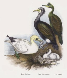 The Gannet, The Cormorant, The Shag